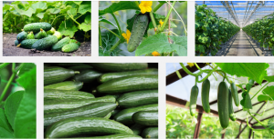 cucumber business nigeria