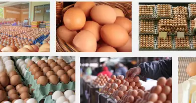 Egg supply business in nigeria