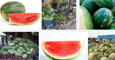 Watermelon business in nigeria