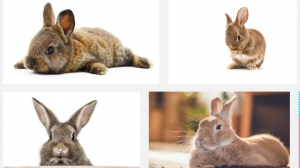 Rabbit Price Nigeria
